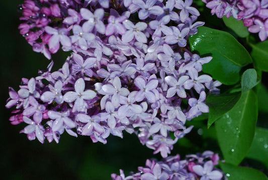 Syringa vulgaris