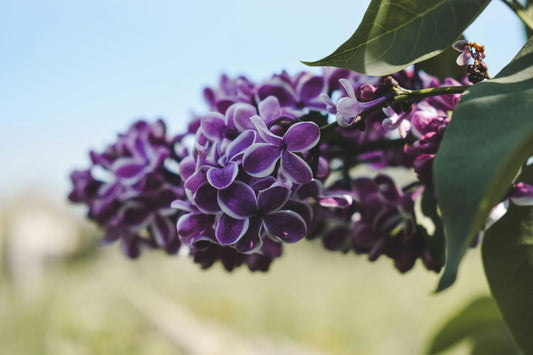 Syringa vulgaris 'Sensation'