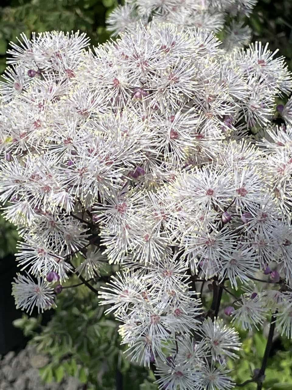 Thalictrum 'Nimbus White' – Bunchberry Nurseries