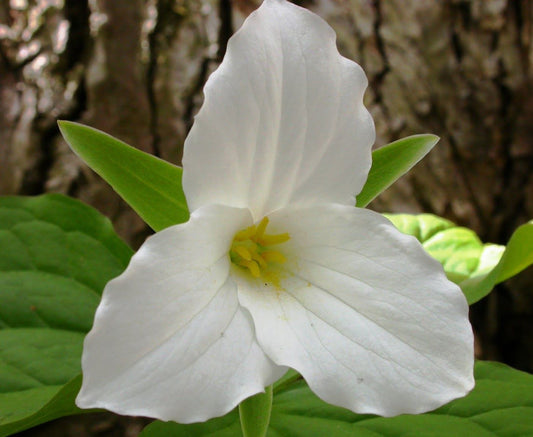 Trillium grandiflorum