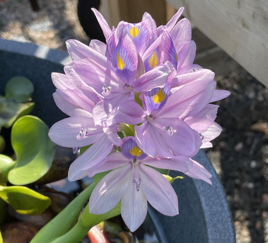 Eichhornia crassipes