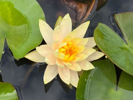 Nymphaea 'Peach Glow'