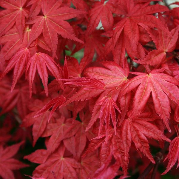 Acer palmatum 'Emperor 1'