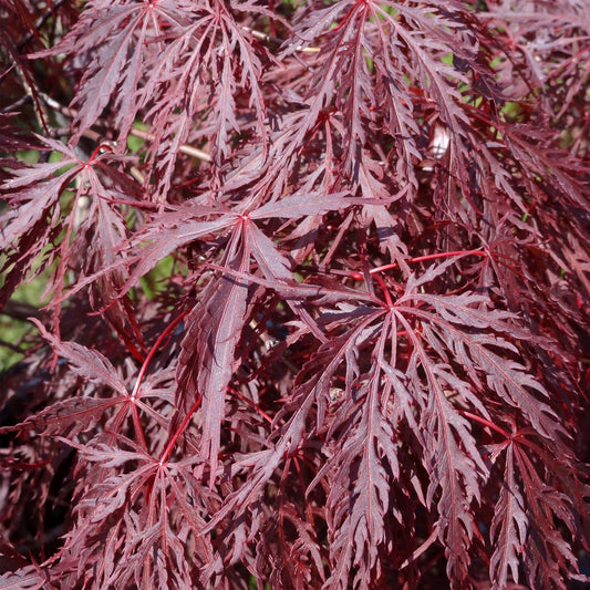 Acer palmatum 'Inaba shidare'