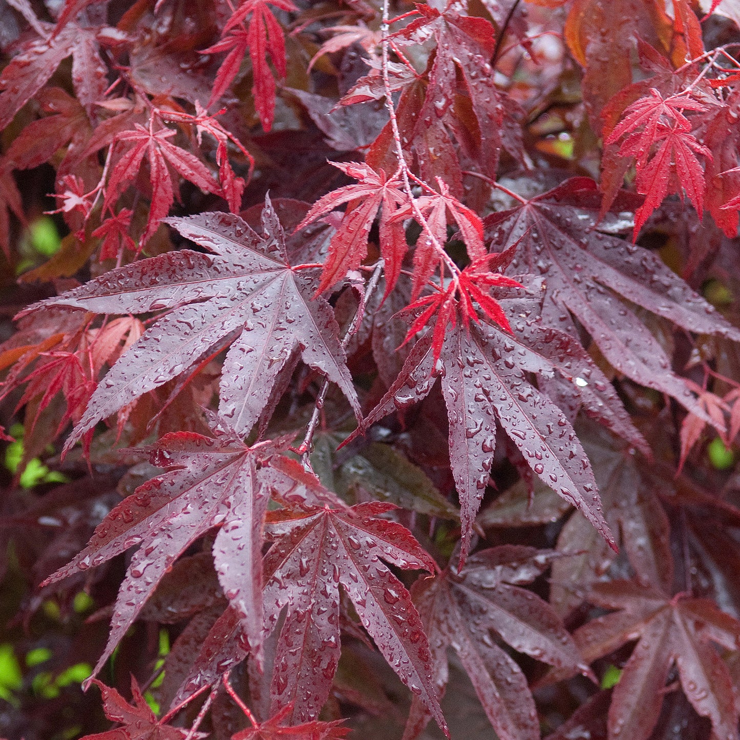 Acer palmatum 'Bloodgood'