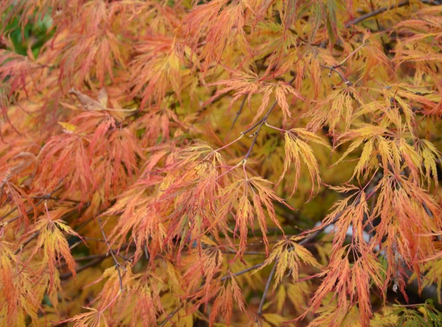 Acer palmatum 'Lemon Lime Lace' – Bunchberry Nurseries