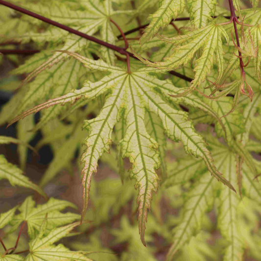 Acer palmatum 'Ghost Dancer'