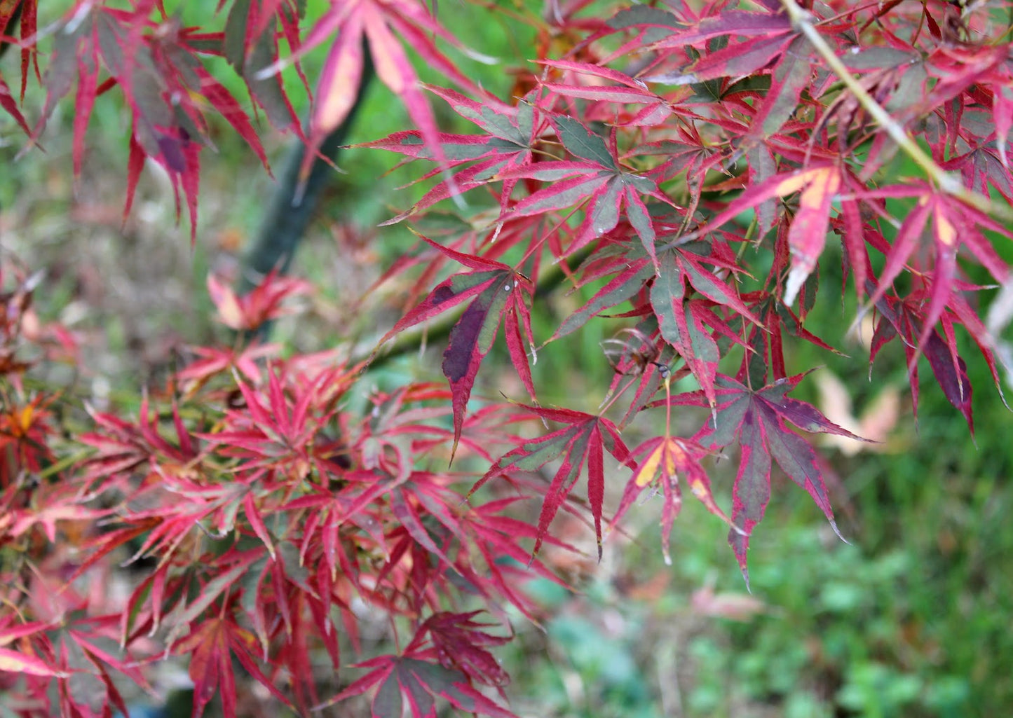 Acer palmatum 'Manyo No Sato'