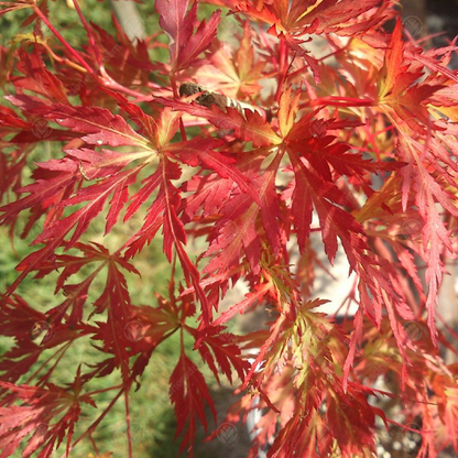 Acer palmatum 'Seiryu'