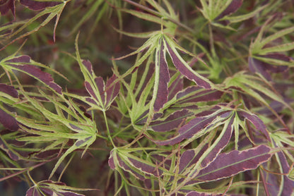 Acer palmatum 'Manyo No Sato'