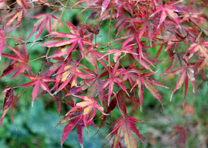 Acer palmatum 'Manyo No Sato'