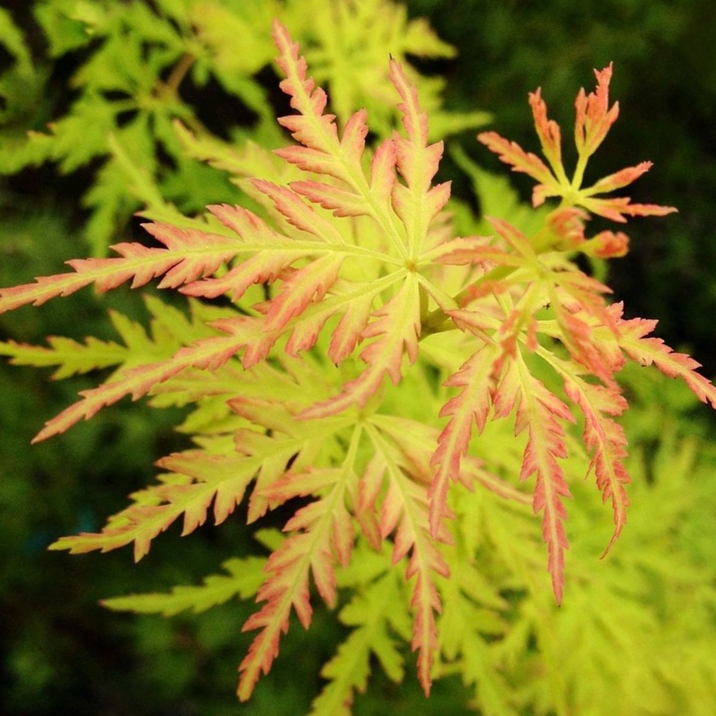 Acer palmatum 'Seiryu'