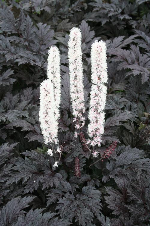 Actaea simplex 'Pink Spike' – Bunchberry Nurseries