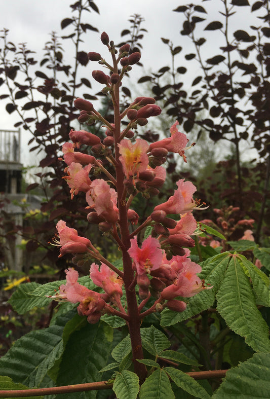 Aesculus x carnea 'Briotii'