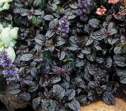 Ajuga 'Black Scallop'