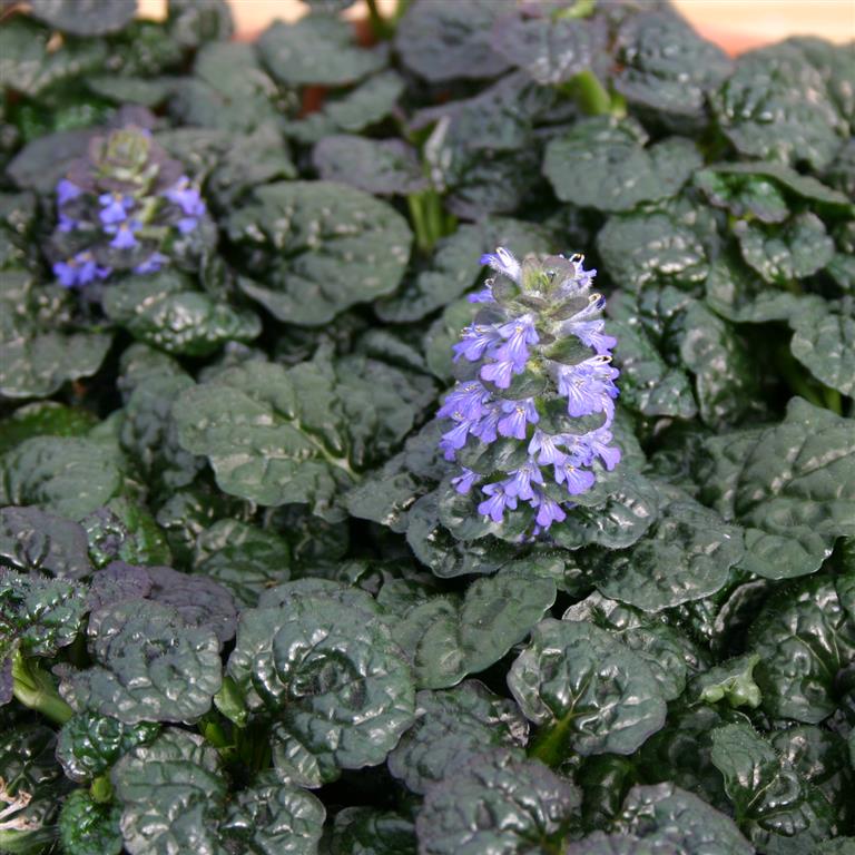 Ajuga 'Metallica Crispa'