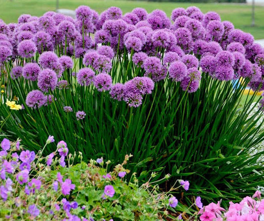 Allium 'Millenium'