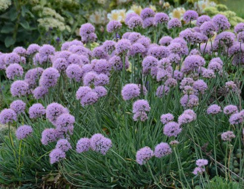 Allium 'Blue Eddy'
