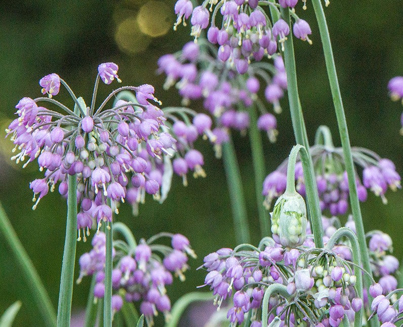 Allium cernuum