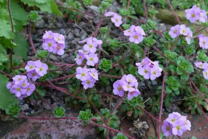Androsace sempervivoides 'Susan Joan'