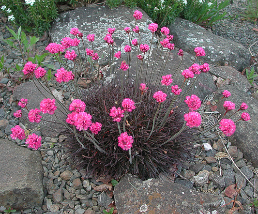 Armeria maritima 'Rubrifolia'