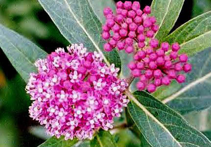 Asclepias incarnata 'Cinderella'