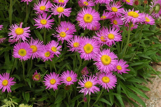 Aster alpinus 'Pinkie'