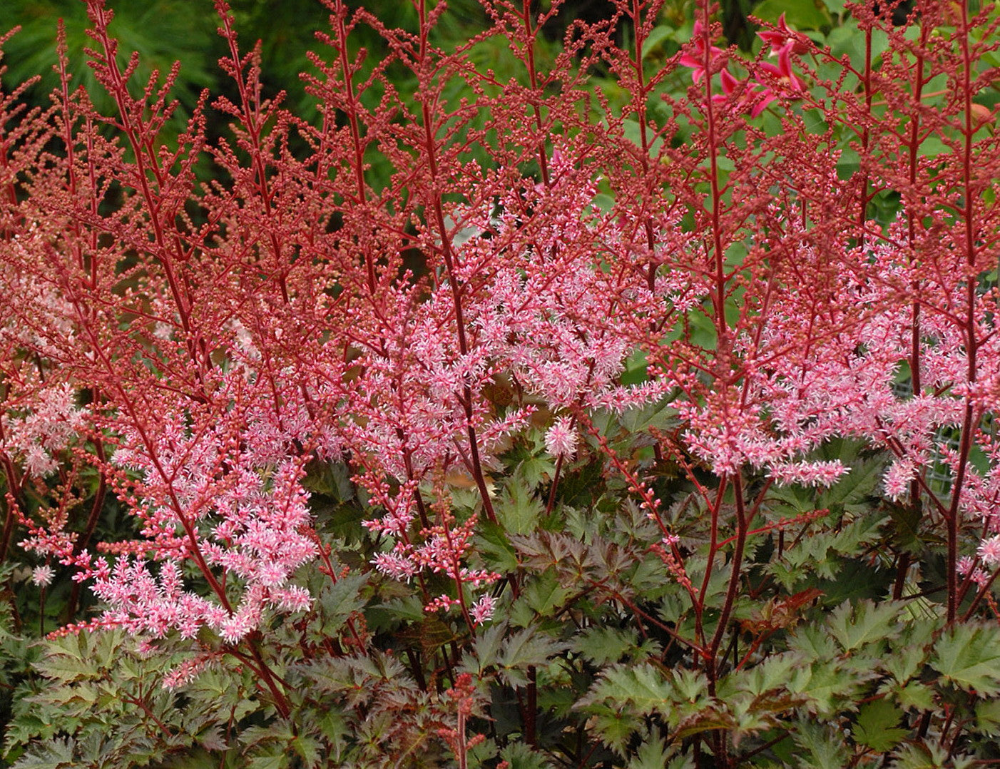 Astilbe 'Delft Lace'