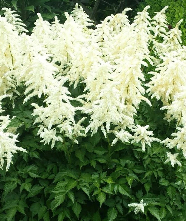 Astilbe 'Deutschland'