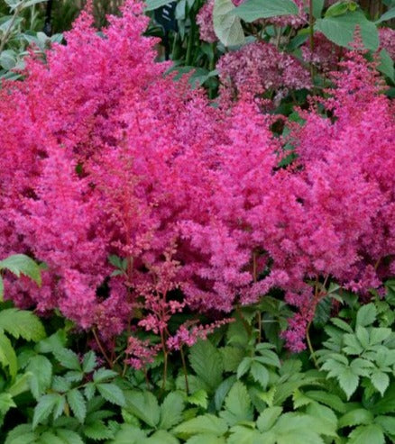 Astilbe 'Jump and Jive'