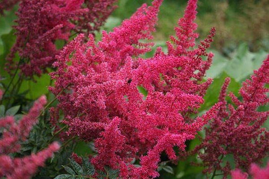 Astilbe simplicifolia 'Moulin Rouge'