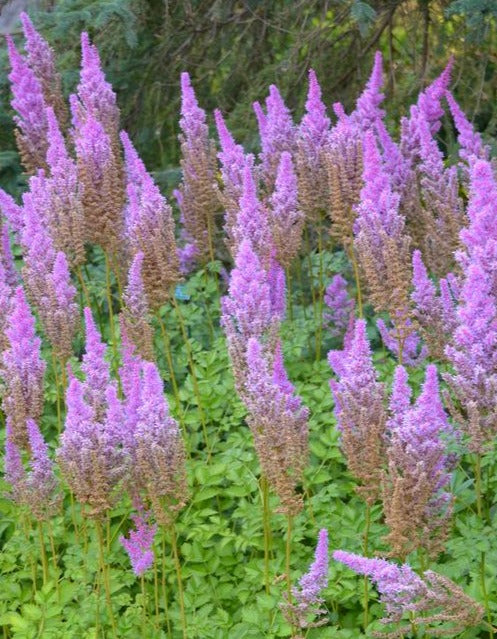 Astilbe chinensis 'Purple Candle'