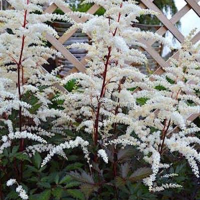Astilbe x arendsii 'Cappuccino'