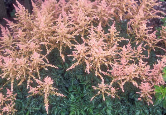 Astilbe simplicifolia 'Sprite'