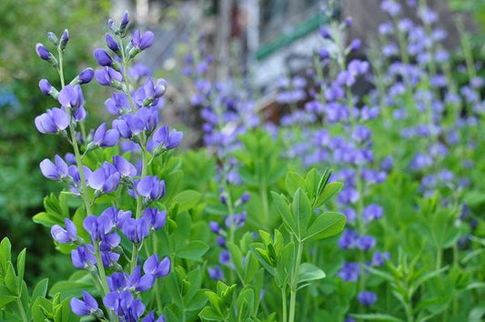 Baptisia australis