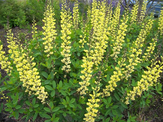 Baptisia 'Carolina Moonlight'