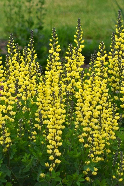 Baptisia 'Lemon Meringue'