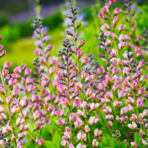 Baptisia 'Pink Truffles'