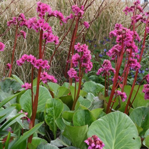 Bergenia 'Bressingham Ruby'