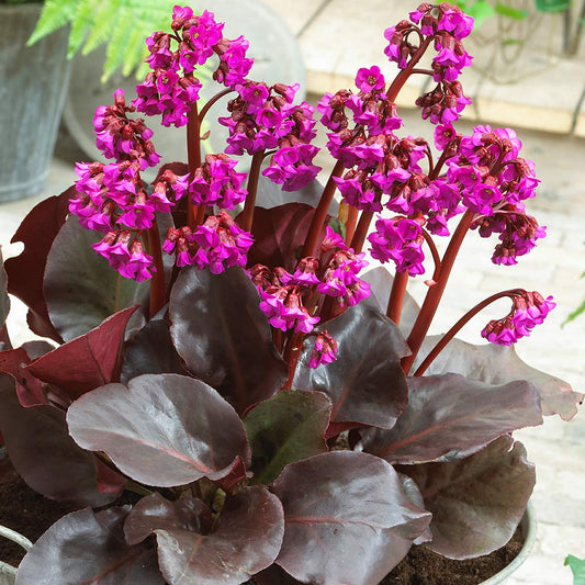 Bergenia cordifolia 'Eroica'