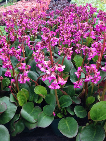 Bergenia cordifolia 'Eroica'