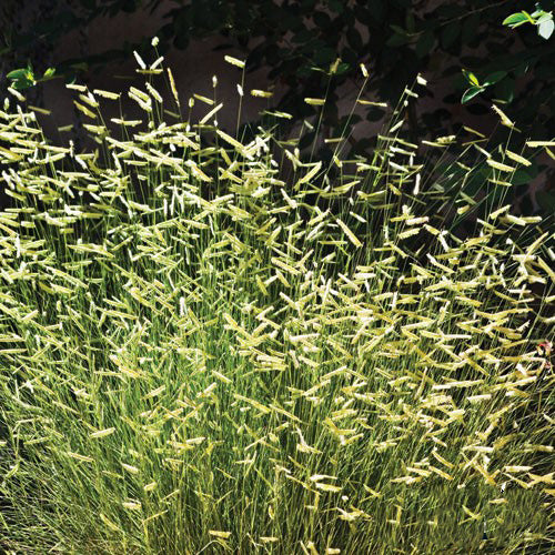 Bouteloua gracilis 'Blonde Ambition'