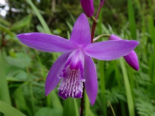 Bletilla striata 'Shi Ran'