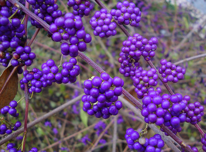 Callicarpa bodinieri var. giraldii 'Profusion'