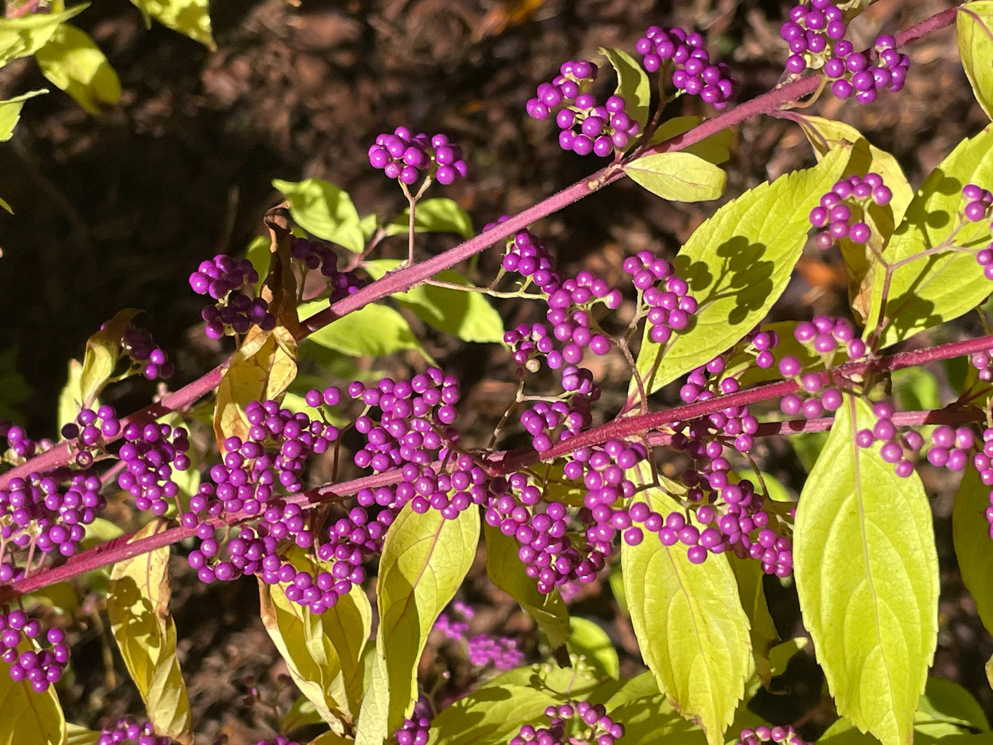 Callicarpa bodinieri var. giraldii 'Profusion'