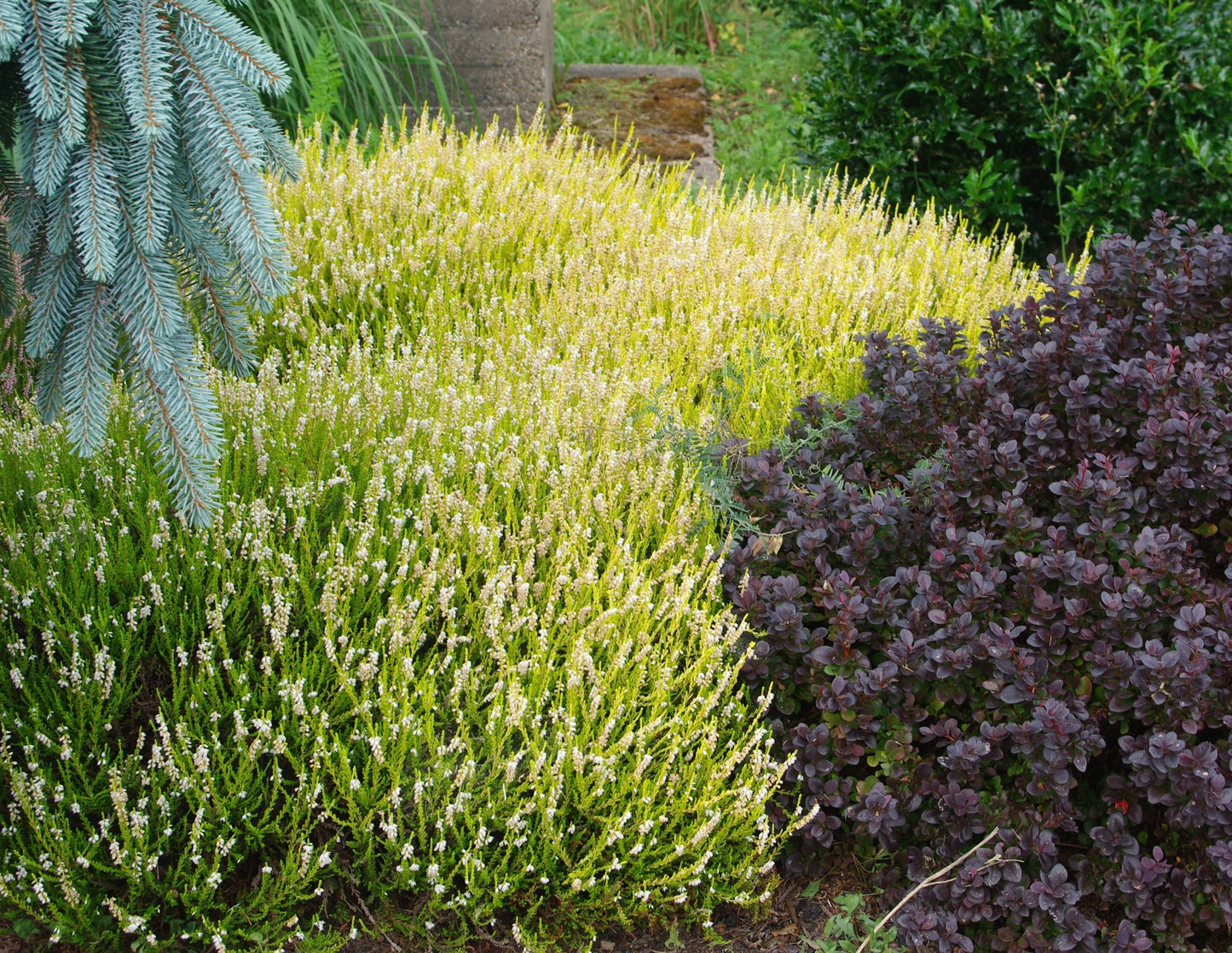 Calluna vulgaris 'Golden Turret'