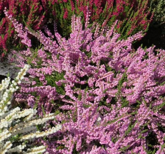 Calluna vulgaris 'Jimmy Dyce'