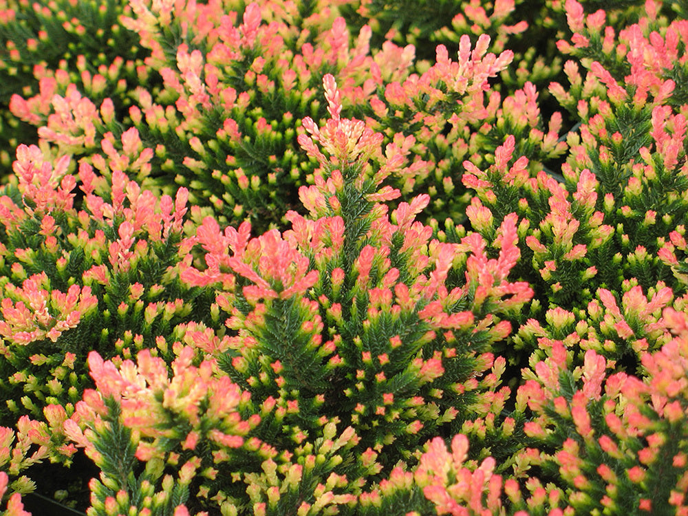 Calluna vulgaris 'Spring Torch'