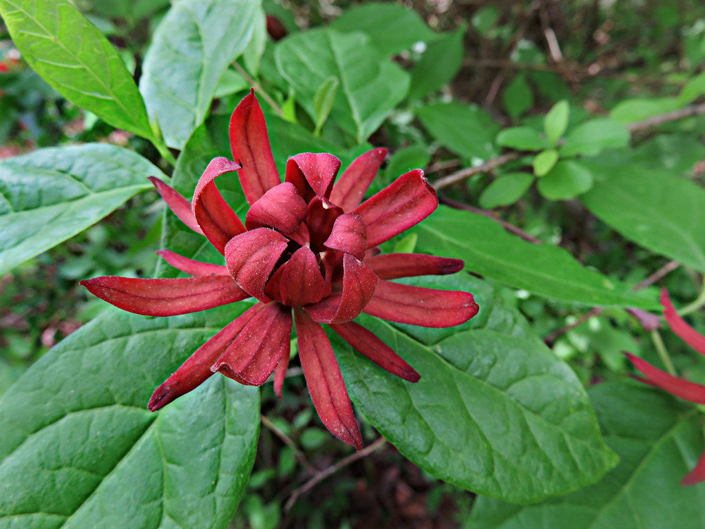 Calycanthus floridus