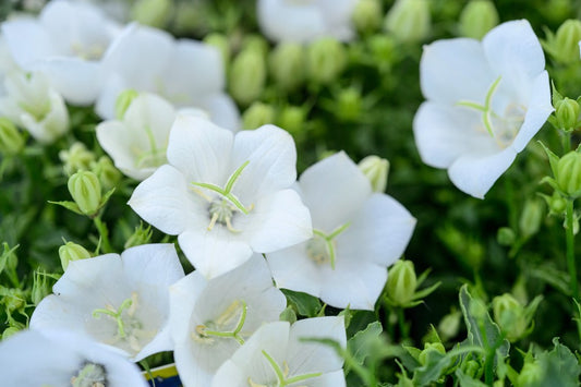 Campanula carpatica 'White Clips'